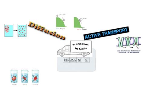 Transport In Cells Mindmap Activity Active Transport Diffusion And