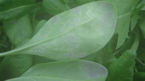 Two New Races Of Downy Mildew In Spinach California Ag Network