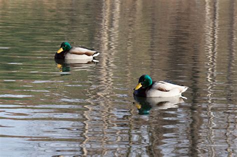 Two Male Mallards Also Known As Wild Ducks Or Anas Platyrhynchos