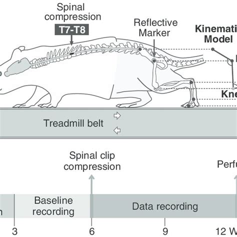 Summary Of Morphometric Analysis Data Download Table