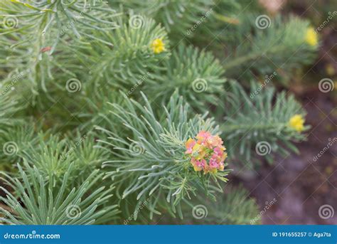 Euphorbia Cyparissias Spurg Flores Macro Enfoque Selectivo Imagen De