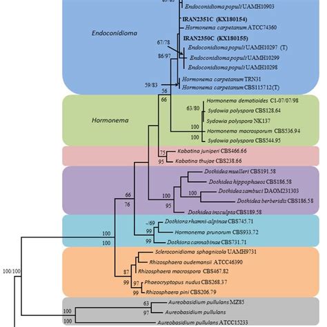 One Of 564 Most Parsimonious Trees Obtained From Combined Its Sequence Download Scientific