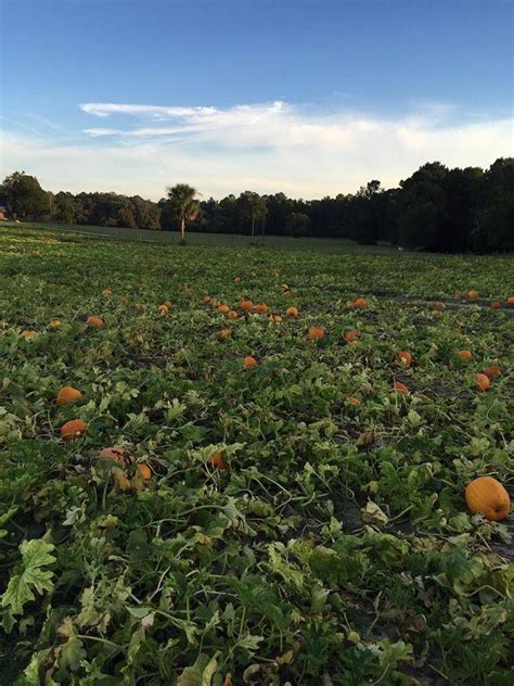 The Best Pumpkin Patches In Every Southern State