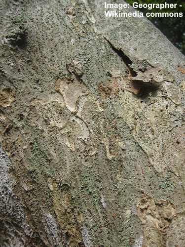 17 Elm Trees: Leaves, Bark, Seeds - Identification Guide (Pictures)