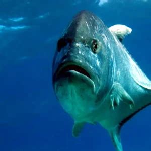 Giant trevally - Facts, Diet, Habitat & Pictures on Animalia.bio