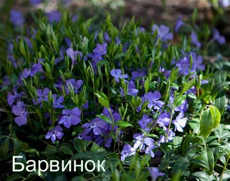 Тенелюбивые растения для сада многолетние неприхотливые | Planting ...