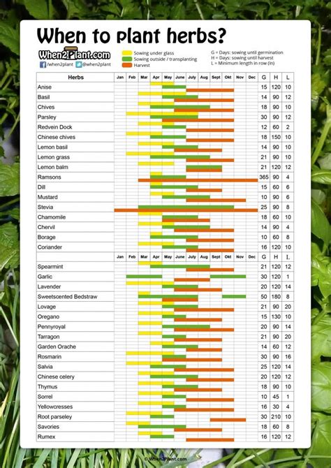 Sowing Calendar For Herbs Anise Basil Chives And More