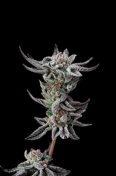 Gorilla Glue Faster Banco De Semillas BSF Seeds BIGGER STRONGER FASTER