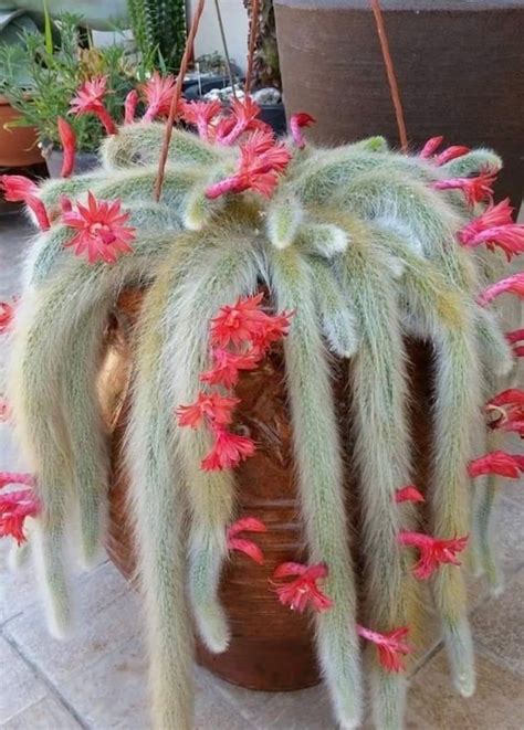 Kim S Secret Garden How To Grow Monkey Tails Flower