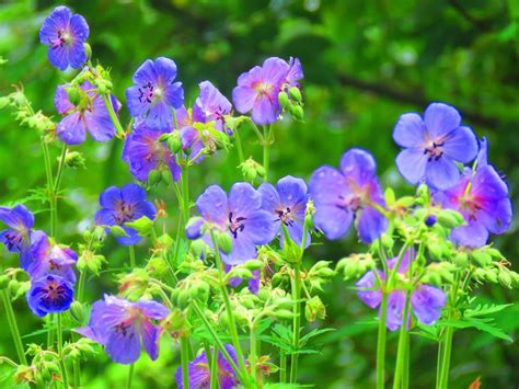 植えっぱなしで毎年花咲く「宿根草（多年草）」おすすめの種類と育て方 ガーデニングのアイデア 多年草の庭 ガーデニング 花