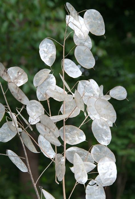 Pin By Patricia Moreno On Lunaria Organza Y Nacar In Simple