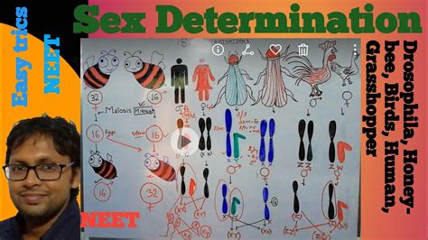 Sex Determination In Honeybee Drosophila Grasshopper And In Birds