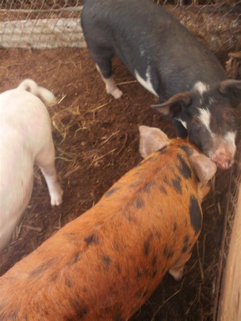 Hubbell's Hog Heaven: Natural Farmed Pigs For Sale