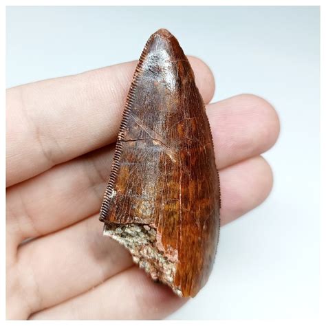 Dinosaur Fossil Tooth Nicely Preserved Red Carcharodontosaurus