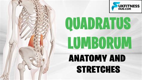 Quadratus Lumborum Pain