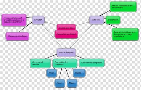 Concept Map Mutation Evolution Map Transparent Background Png Clipart