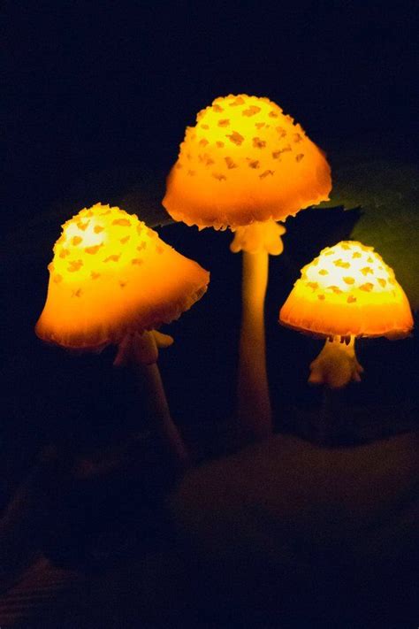 Mushrooms Lamp Mushroom Night Light Glowing Fungi Etsy Miniature