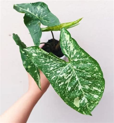 Extremely Rare Syngonium Panda Galaxy Green Spot House Plant Aroid