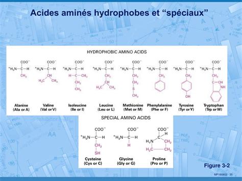 PPT Section CYTOLOGIE Membranes Automne 2009 Professeur Marc