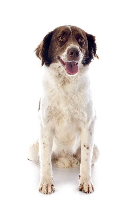 Brittany Spaniel Dog Breed Information Puppies And Breeders Dogs Australia