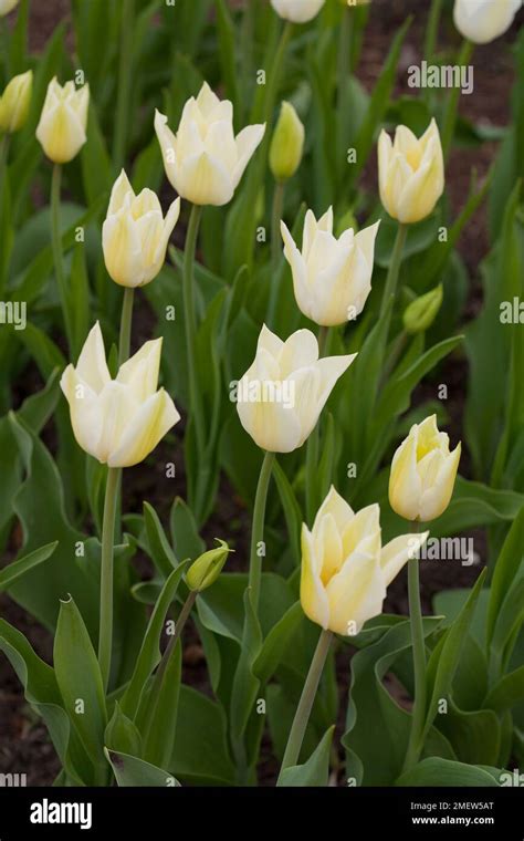 Triunfador blanco fotografías e imágenes de alta resolución Alamy