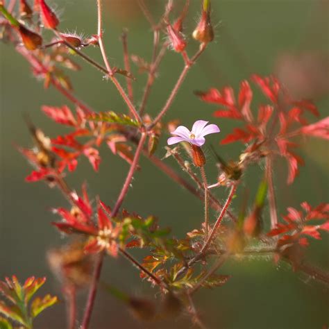 Geranium Robertianum Herbe Robert G Ranium Bisannuel Feuillage