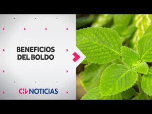 Descubre La Verdad Sobre El Boldo Sube O Baja La Tensi N Todo Lo