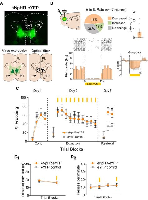 Revisiting The Role Of Infralimbic Cortex In Fear Extinction With