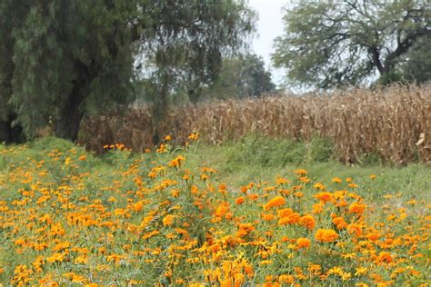 Campo De Flores En El Valle Del Mezquital Hidalgo Fotograf As Karen