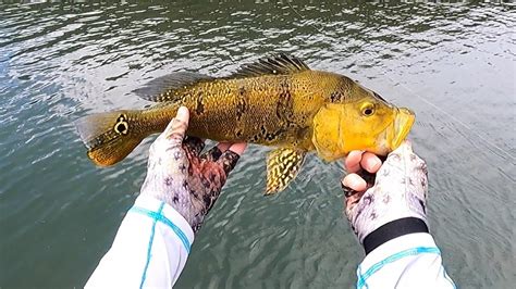 Pesca De Tucunare Em Um Dia Nublado Na Represa De Paraibuna Pescaria