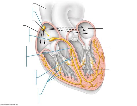 Figure 31.1 The intrinsic conduction system of the heart Diagram | Quizlet