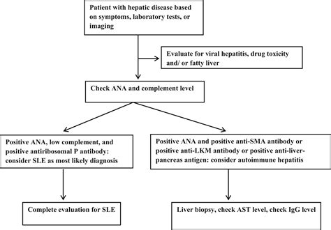 Lupus Hepatitis And Autoimmune Hepatitis Lupoid Hepatitis The