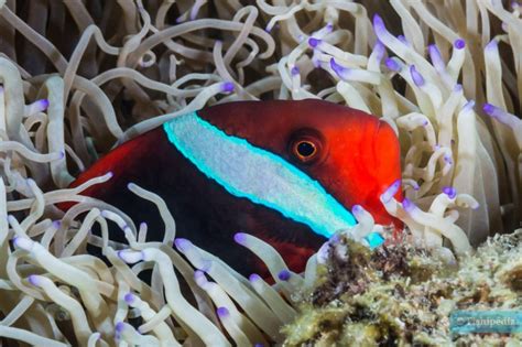 Amphiprion Lista De Peces Fishipedia