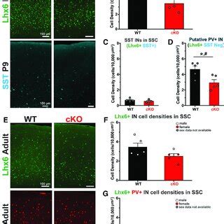 SST 1 IN Density Does Not Differ In The SSC Of APC CKO Mice A