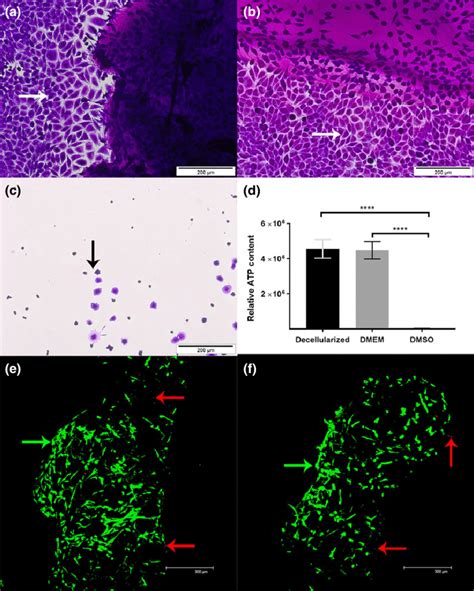 Cytotoxicity Analysis A C Contact Cytotoxicity Assay Cultured With