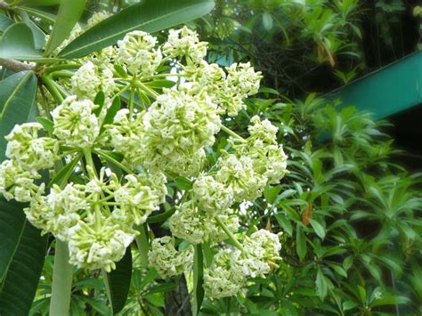 Alstonia Scholaris (Apocynaceae), Commonly Called Blackboard Tree, Indian Devil Tree, Ditabark ...