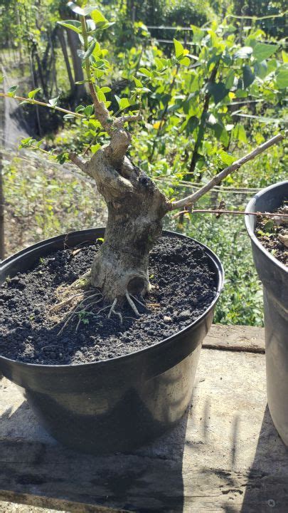 Bonsai Sancang Akar Keliling Berkarakter Lazada Indonesia