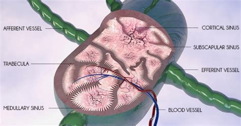 Lymph Nodes In The Groin Area Women