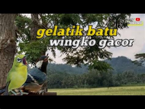 Gelatik Batu Wingko Gacor Pancing Bunyi Master Gacor Pas Buat Memancing