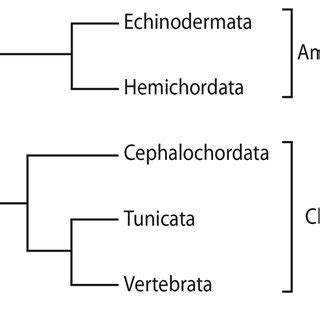 Current deuterostome phylogeny, according to evolutionary developmental... | Download Scientific ...