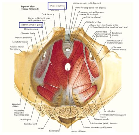 Clinical Anatomy Pelvic Cavity Reproductive Complexes Flashcards Quizlet