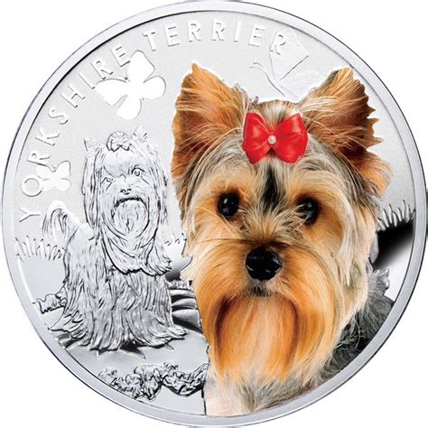 How Much Does A Yorkie Puppy Cost Yorkshire Terrier Price Ranges