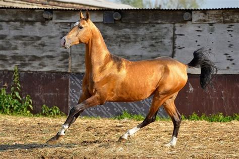 Marapat Farm Stud Dacor Akhal Teke Wild Horses Dacor