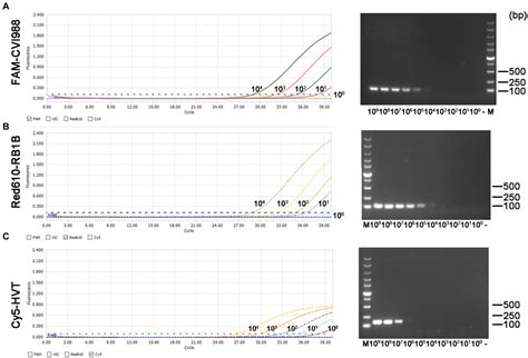 Frontiers A Quadruplex Real Time Pcr Assay Combined With A