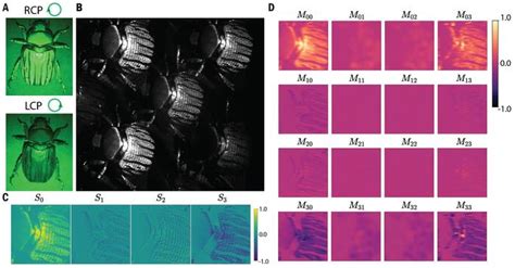 Mueller Matrix Imaging Image Eurekalert Science News Releases