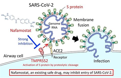 Identification Of An Existing Japanese Pancreatitis Drug Nafamostat Which Is Expected To