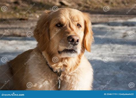 Dog Growling Stock Image Image Of Winter Protect Angry 25461719