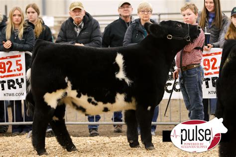 Sioux Empire Livestock Show Prospect Shorthorn Plus Steers The Pulse