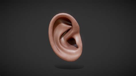 Human Ear 3D Model PNG