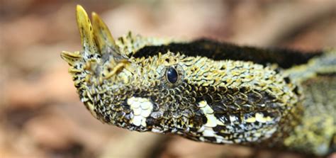 Venomous Rhinoceros Viper Snake